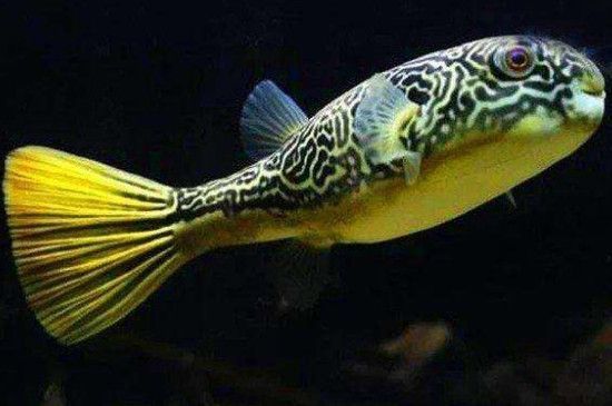 大梅家的魚缸怎么樣