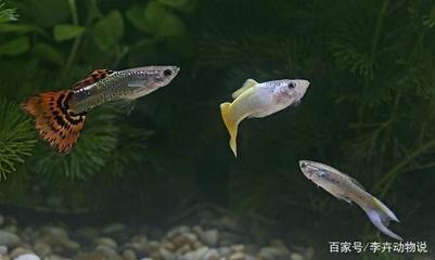 上濾缸能養(yǎng)龍魚嗎(上濾魚缸能養(yǎng)銀龍嗎)