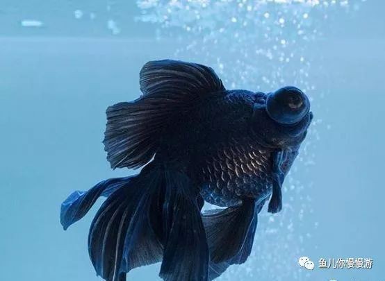 魚不吃食的原因及解決方法