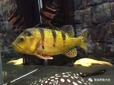 博特水泵哪里生產的啊(博特水泵官方網站)