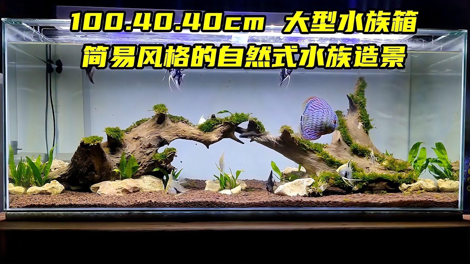 水族箱布置創意方案，《水族箱布置創意方案》本方案聚焦于水族箱的創意布置