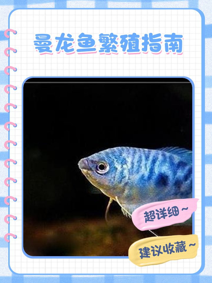 曼龍魚繁殖時(shí)需要做什么？