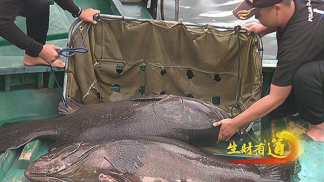 50斤龍躉魚多少錢一斤，巨型龍躉魚一斤多少錢？ 50斤龍躉魚多少錢一斤，巨型龍躉魚一斤多少錢？ 龍魚論壇 第3張