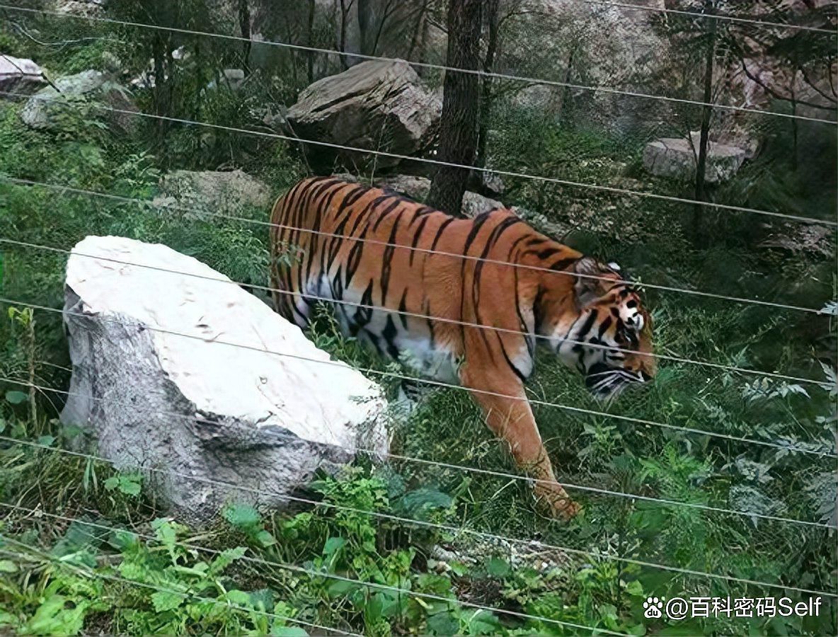 世界上老虎的數量有多少只，全球老虎數量最新統計 世界上老虎的數量有多少只，全球老虎數量最新統計 龍魚論壇 第4張