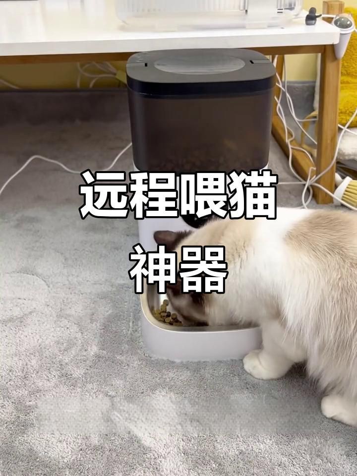 貓自動喂食器利弊，《貓自動喂食器利弊》