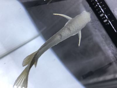 龍魚顏色變黑是怎么回事圖片：如何判斷龍魚顏色變黑 龍魚顏色變黑是怎么回事圖片：如何判斷龍魚顏色變黑 龍魚百科 第4張