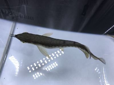 龍魚顏色變黑是怎么回事圖片：如何判斷龍魚顏色變黑 龍魚顏色變黑是怎么回事圖片：如何判斷龍魚顏色變黑 龍魚百科 第3張