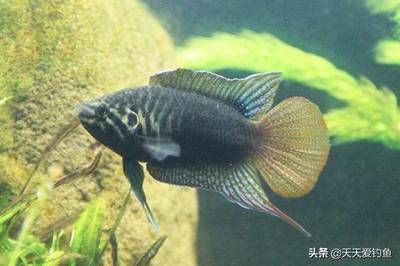 冬天魚缸能養水草嗎：冬天魚缸是否能養水草主要取決于以下幾個因素