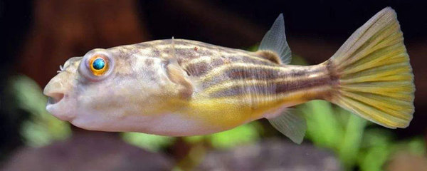 森森魚缸溫度設(shè)定