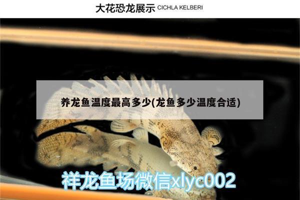 金龍魚趴地怎么回事vs祥龍魚場：金龍魚趴地可能由多種原因引起，祥龍魚趴地的原因并無直接關聯 金龍魚趴地怎么回事vs祥龍魚場：金龍魚趴地可能由多種原因引起，祥龍魚趴地的原因并無直接關聯 vs祥龍魚場 第2張