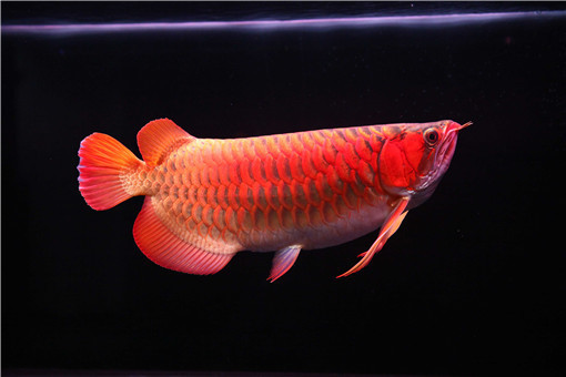 紅龍魚一般多少錢一只