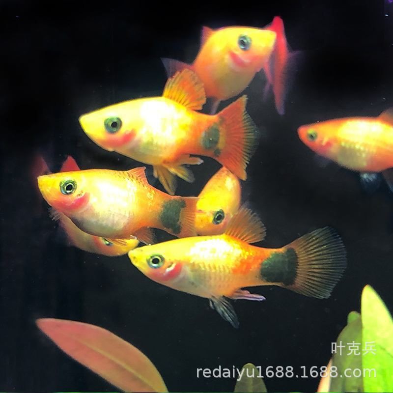 牡丹魚三色最簡單三個顏色，三色牡丹魚文字步驟說明美篇網牡丹魚文字步驟說明