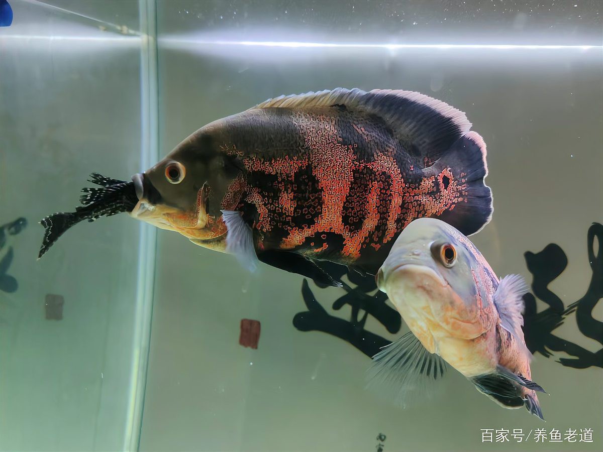 金龍魚嘴里卡了一條金魚怎么辦