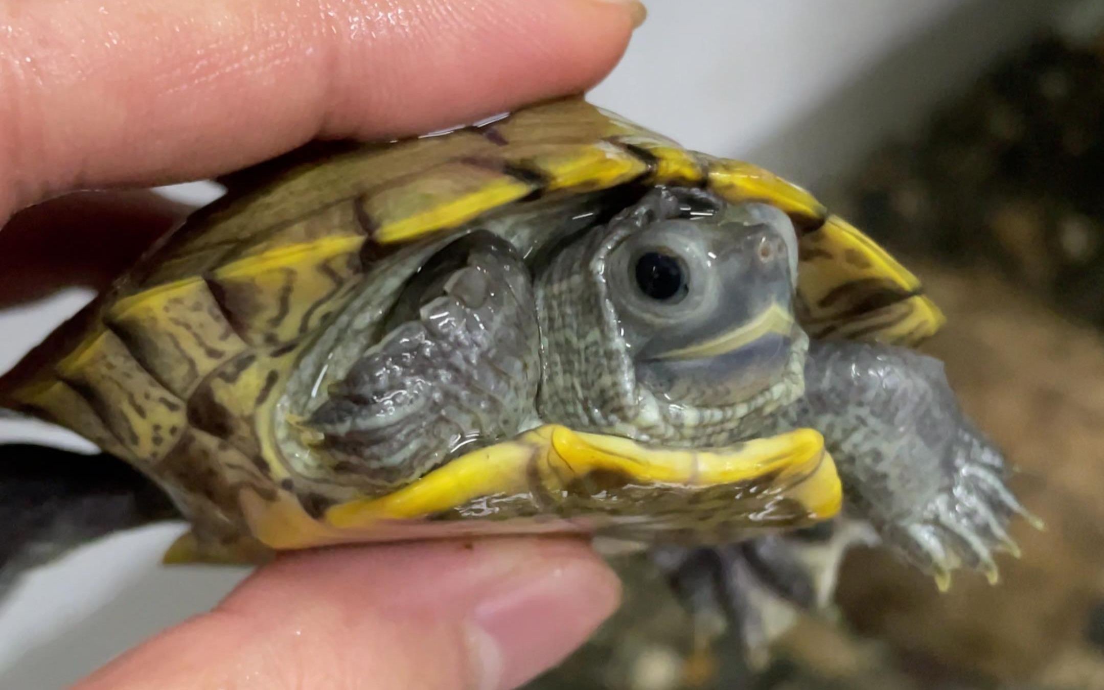 博特拉大學(xué)吧(博特拉大學(xué)國內(nèi)認(rèn)可嗎)