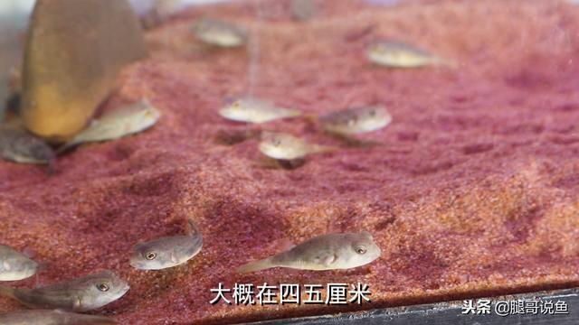 江蘇博特(江蘇博特新材料科技有限公司)