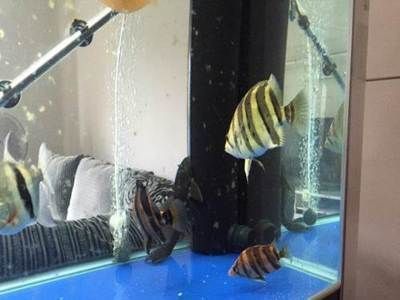 龍魚有什么價值和作用vs祥龍魚場：龍魚養殖業如何利用現代化技術提升產品質量與效率