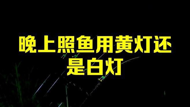 晚上照水下魚用黃燈還是白燈,夜晚釣魚燈光技巧,四種顏色誘魚效果大揭秘 龍魚百科 第3張 晚上照水下魚用黃燈還是白燈,夜晚釣魚燈光技巧,四種顏色誘魚效果大揭秘 晚上照水下魚用黃燈還是白燈,夜晚釣魚燈光技巧,四種顏色誘魚效果大揭秘 龍魚百科 第3張