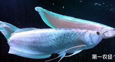 龍魚訓食飼料的方法vs祥龍魚場：祥龍魚場在訓練龍魚食用飼料方面所采取的方法和優(yōu)缺點