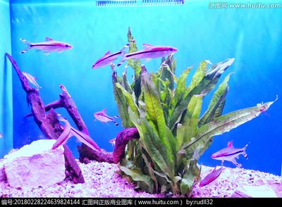海水魚缸視頻視頻素材：關于海水魚缸的視頻素材 海水魚缸視頻視頻素材：關于海水魚缸的視頻素材 魚缸百科 第4張