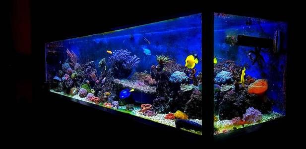 海水魚缸視頻視頻素材：關于海水魚缸的視頻素材 海水魚缸視頻視頻素材：關于海水魚缸的視頻素材 魚缸百科 第3張