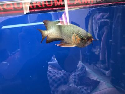 養(yǎng)小龍魚好嗎風水好嗎（養(yǎng)龍魚可以帶來好運和財富的風水做法，養(yǎng)龍魚的擺放位置） 養(yǎng)小龍魚好嗎風水好嗎（養(yǎng)龍魚可以帶來好運和財富的風水做法，養(yǎng)龍魚的擺放位置） 龍魚百科 第4張