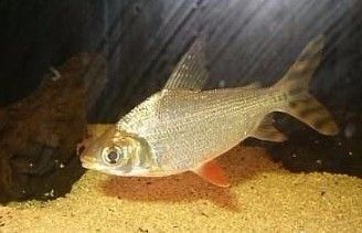 魚缸過濾器什么牌子的好一點(魚缸過濾器什么牌子的好一點兒)