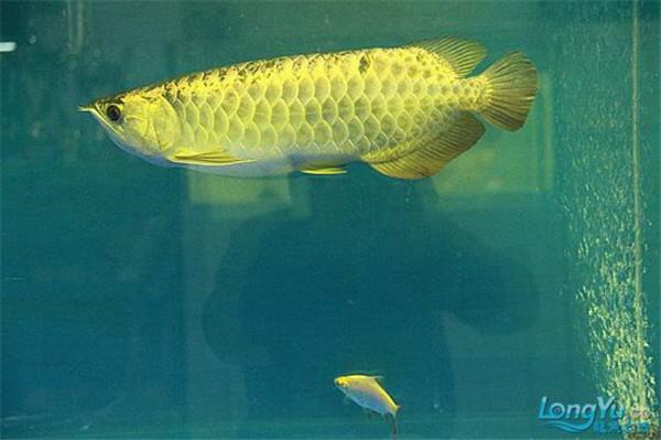 1.2米的魚缸可以養龍魚嗎，1.2米的魚缸能否養龍魚