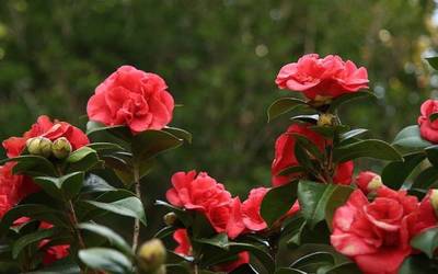 龍魚虎魚羅漢混養(龍魚跟羅漢魚混養)