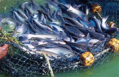 藍底過背金龍魚怎么樣（藍底過背金龍魚怎樣養）