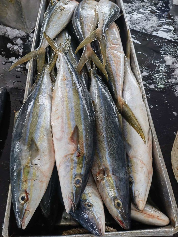 拉倫魚多少錢一斤，海釣拉倫魚即釣即放血的刺身級船靠岸發(fā)貨刺身、香煎惠農網