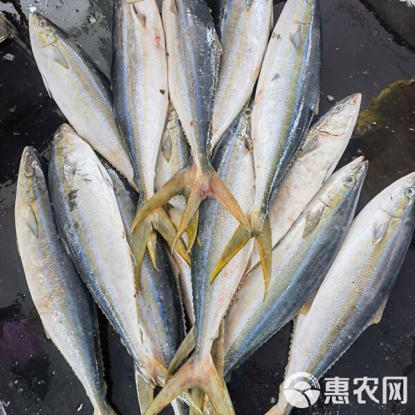 拉倫魚多少錢一斤，海釣拉倫魚即釣即放血的刺身級船靠岸發(fā)貨刺身、香煎惠農網