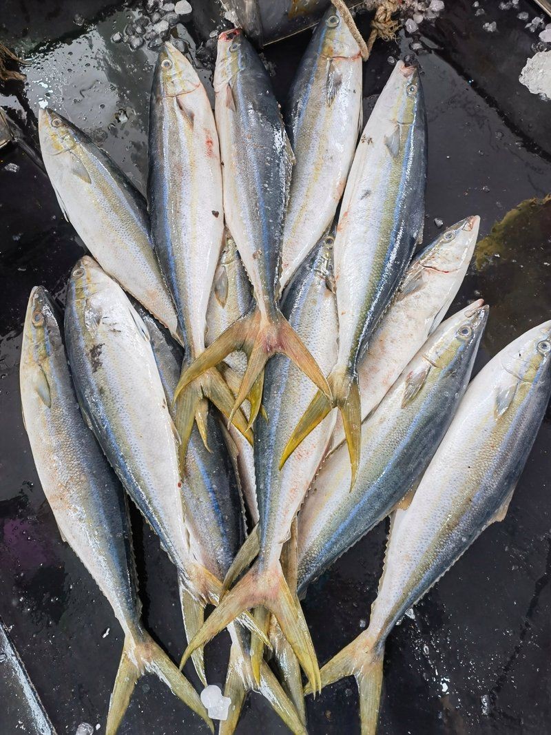 拉倫魚多少錢一斤，海釣拉倫魚即釣即放血的刺身級船靠岸發(fā)貨刺身、香煎惠農網