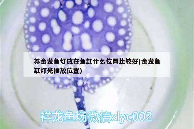 養金龍魚燈放在魚缸什么位置比較好(金龍魚缸燈光擺放位置) 養金龍魚燈放在魚缸什么位置比較好(金龍魚缸燈光擺放位置) 虎魚百科 第2張