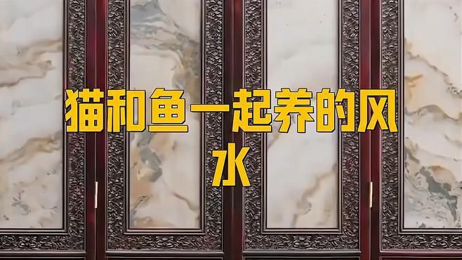 貓魚共養的最佳布局，《貓魚共養的最佳布局》 貓魚共養的最佳布局，《貓魚共養的最佳布局》 龍魚百科 第1張