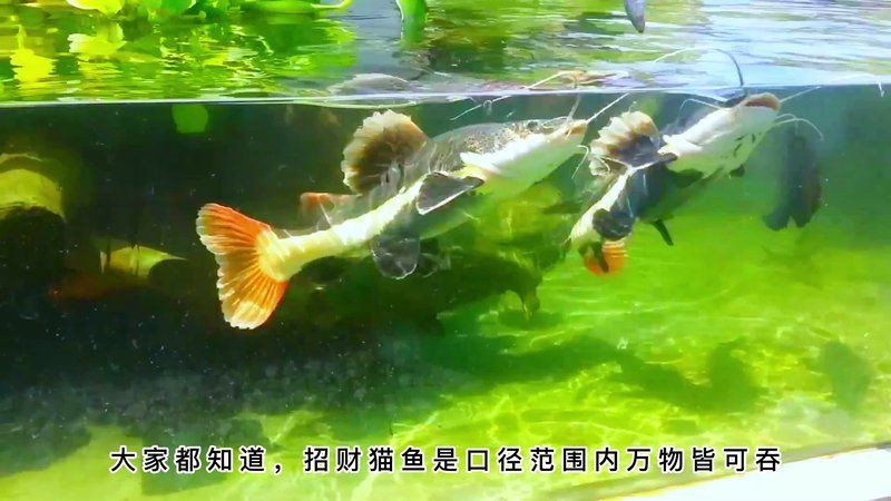 貓魚共養的最佳布局，《貓魚共養的最佳布局》 貓魚共養的最佳布局，《貓魚共養的最佳布局》 龍魚百科 第5張