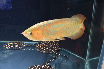 24k過背金龍魚多少錢，過背金龍魚多少錢一條