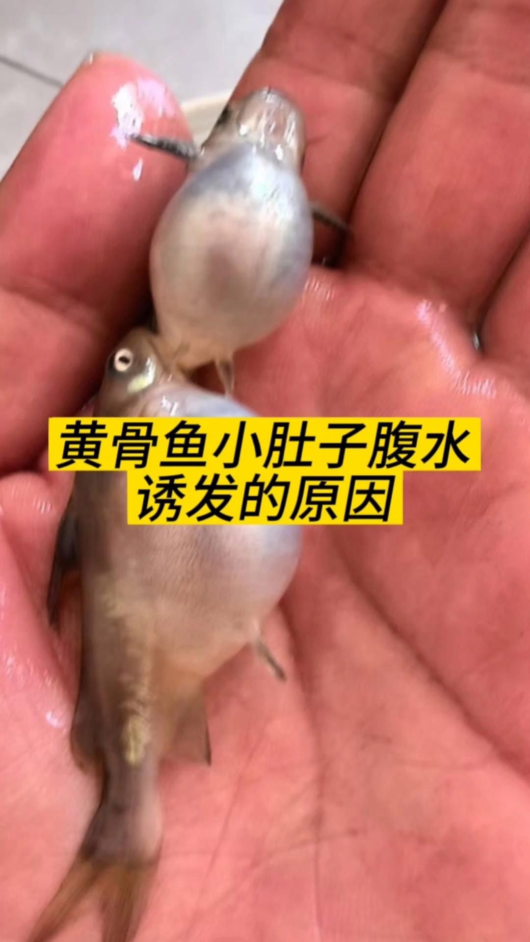 有哪些魚類容易患腹水，黃顙魚腹水病原因及治療方案全民小視頻詳解