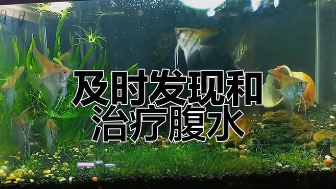 有哪些魚類容易患腹水，黃顙魚腹水病原因及治療方案全民小視頻詳解