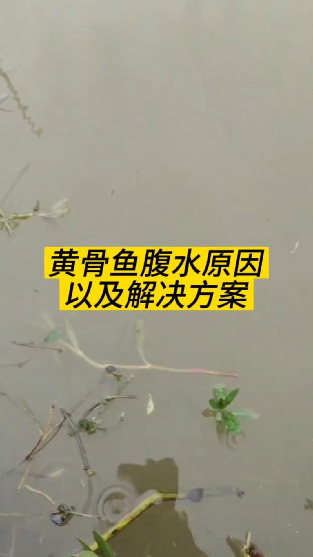 有哪些魚類容易患腹水，黃顙魚腹水病原因及治療方案全民小視頻詳解