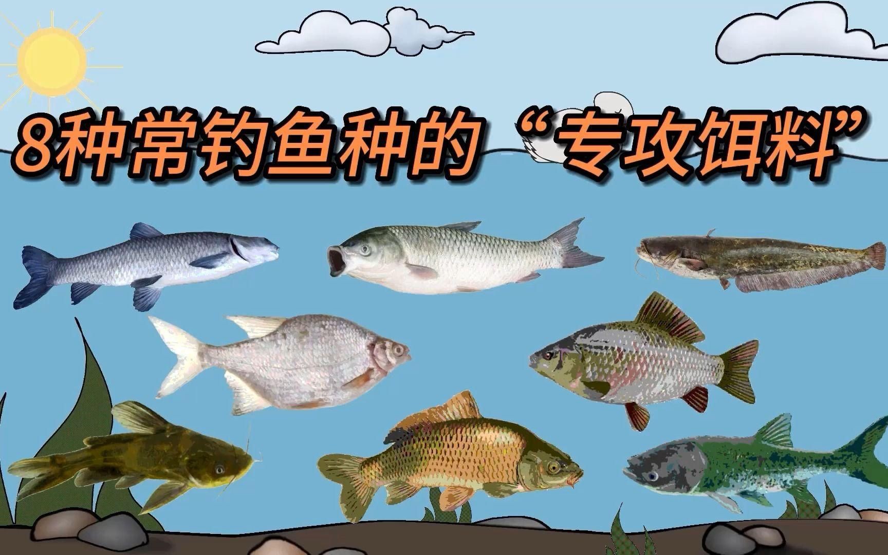各種魚喜歡吃什么餌料，各種魚喜歡吃什么餌料,釣魚必備技巧 各種魚喜歡吃什么餌料，各種魚喜歡吃什么餌料,釣魚必備技巧 全國水族館企業名錄 第5張