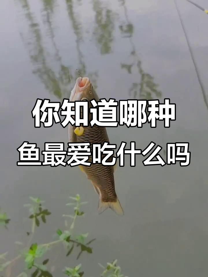 各種魚喜歡吃什么餌料，各種魚喜歡吃什么餌料,釣魚必備技巧 各種魚喜歡吃什么餌料，各種魚喜歡吃什么餌料,釣魚必備技巧 全國水族館企業名錄 第7張