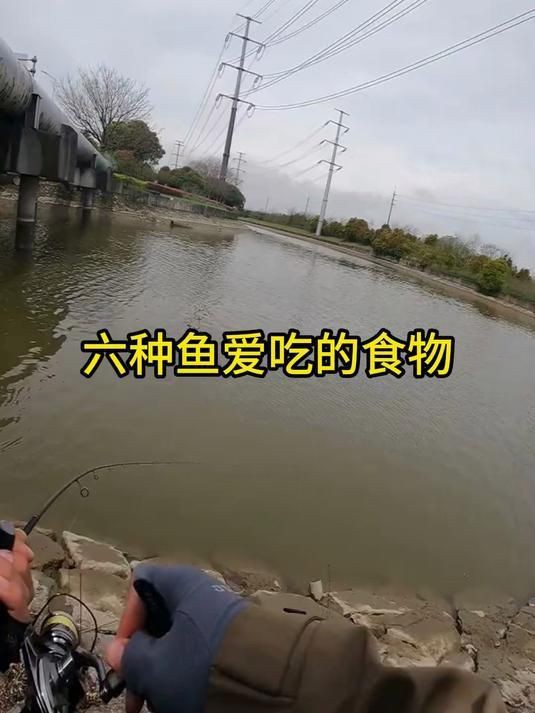 各種魚喜歡吃什么餌料，各種魚喜歡吃什么餌料,釣魚必備技巧 各種魚喜歡吃什么餌料，各種魚喜歡吃什么餌料,釣魚必備技巧 全國水族館企業名錄 第3張