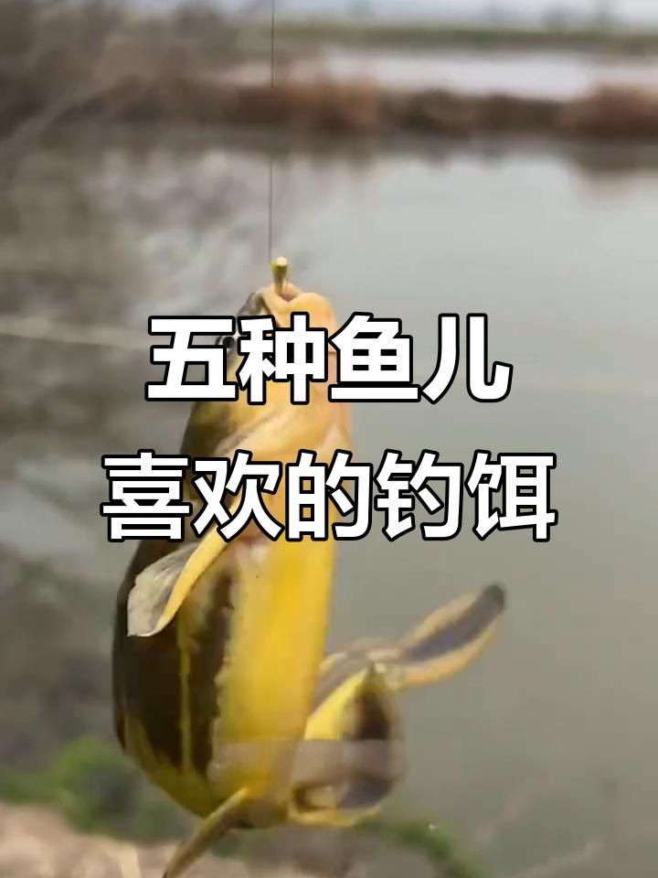 各種魚喜歡吃什么餌料，各種魚喜歡吃什么餌料,釣魚必備技巧 各種魚喜歡吃什么餌料，各種魚喜歡吃什么餌料,釣魚必備技巧 全國水族館企業名錄 第4張
