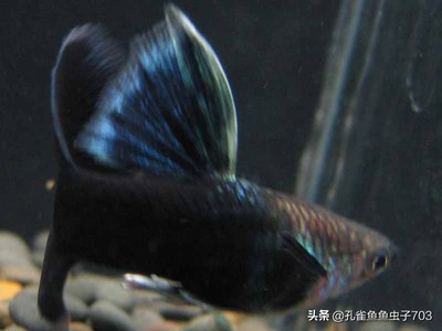 過(guò)背金龍魚過(guò)背金龍魚是真貨嗎，藍(lán)底過(guò)背金龍魚好養(yǎng)嗎