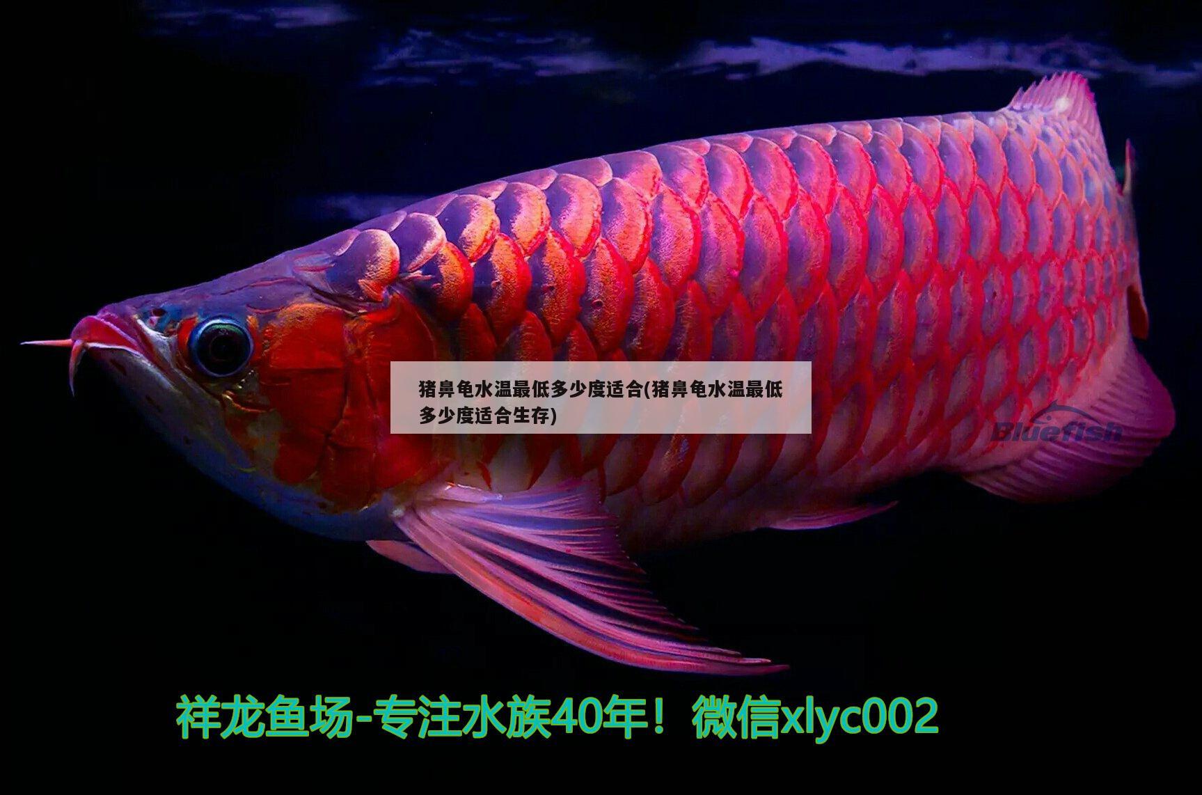 豬鼻龜水溫最低多少度適合(豬鼻龜水溫最低多少度適合生存) 豬鼻龜水溫最低多少度適合(豬鼻龜水溫最低多少度適合生存) 豬鼻龜百科