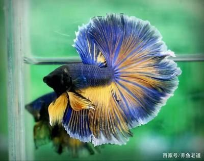 大魚缸養(yǎng)什么魚不用加熱