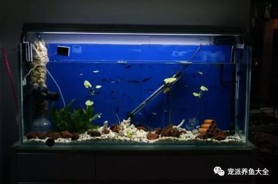 大魚缸養(yǎng)什么魚不用加熱
