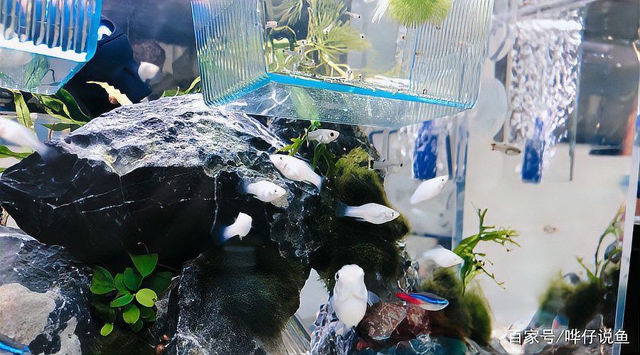 瑪麗魚最貴三個顏色，當前市場中最貴的瑪麗魚品種萌寵三三曾經風靡一時的瑪麗魚