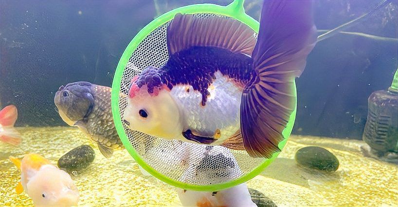 瑪麗魚最貴三個顏色，當前市場中最貴的瑪麗魚品種萌寵三三曾經風靡一時的瑪麗魚