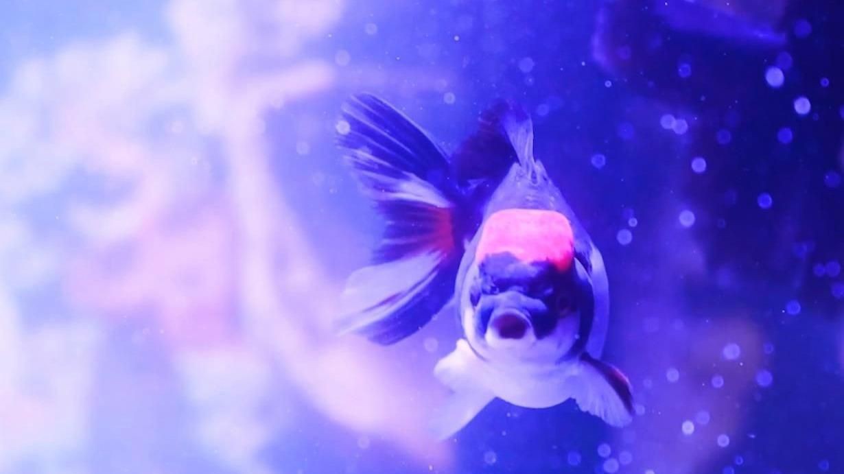 瑪麗魚最貴三個顏色，當前市場中最貴的瑪麗魚品種萌寵三三曾經風靡一時的瑪麗魚